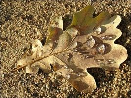 dead_leaf