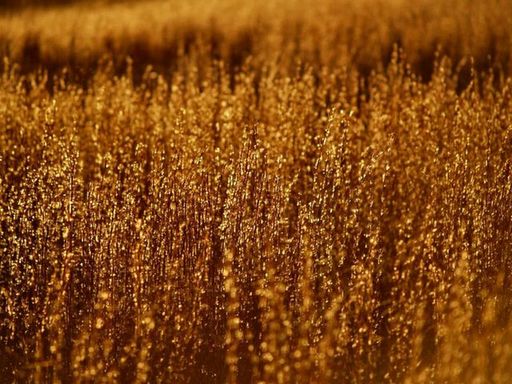 hay_field